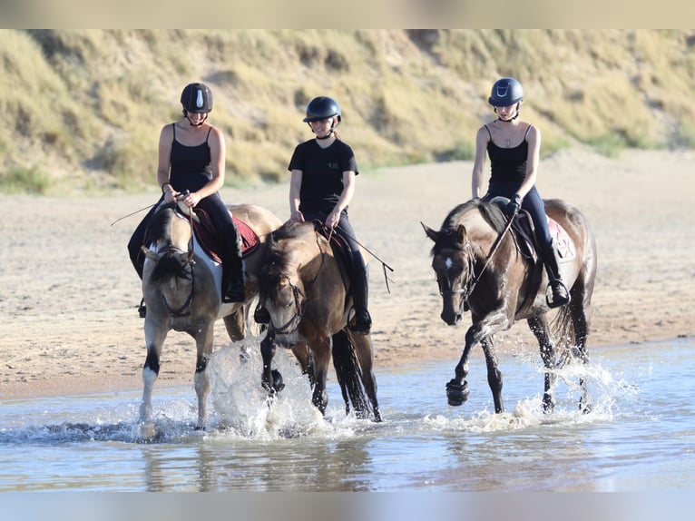 Connemara Wallach 5 Jahre 155 cm Falbe in Bogaarden
