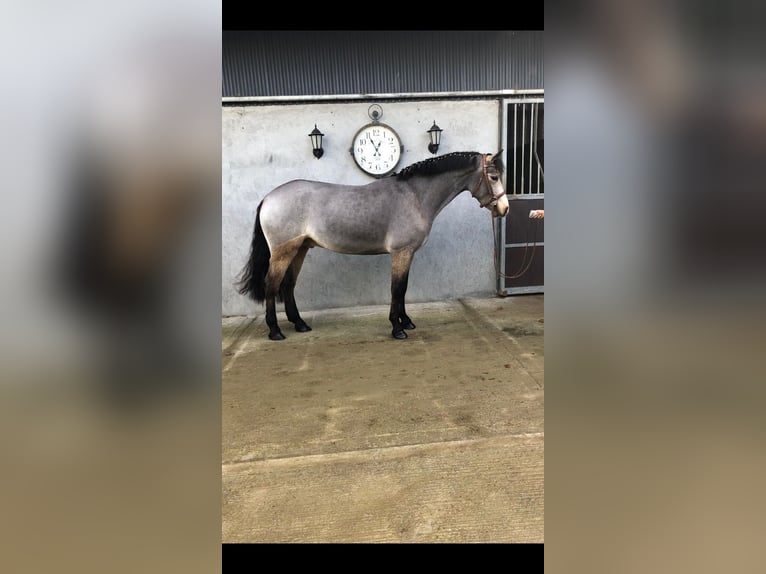 Connemara Wallach 5 Jahre 155 cm Falbe in Bogaarden