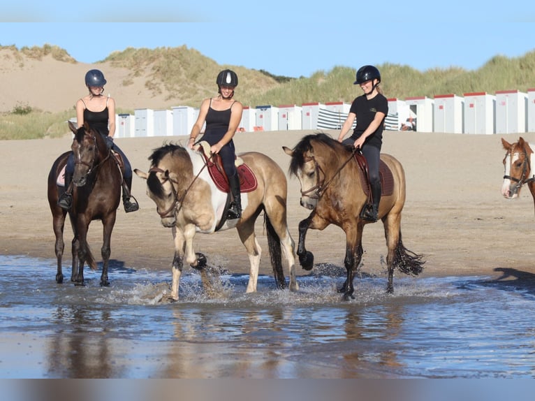 Connemara Wallach 5 Jahre 155 cm Falbe in Bogaarden