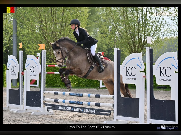Connemara Wallach 5 Jahre 155 cm Falbe in Bogaarden