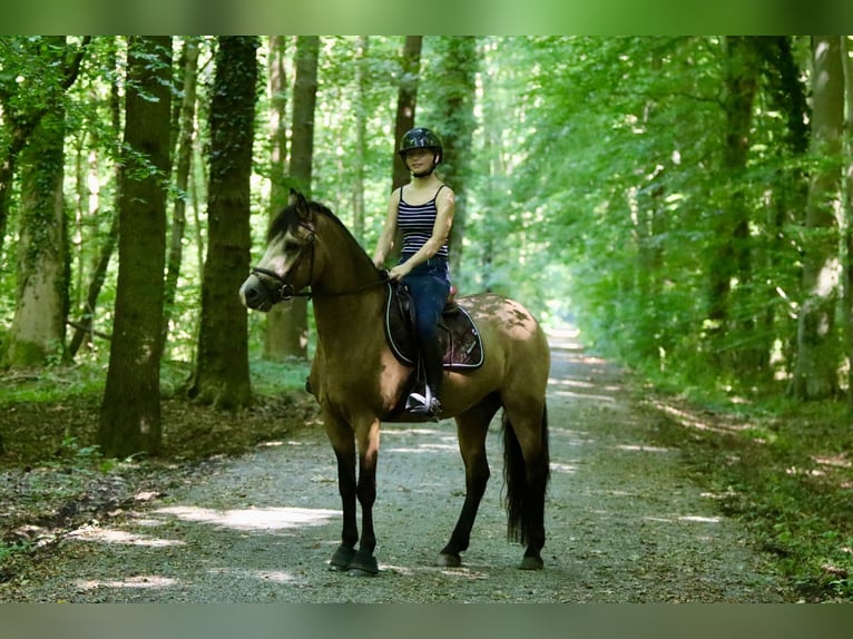 Connemara Wallach 5 Jahre 155 cm Falbe in Bogaarden