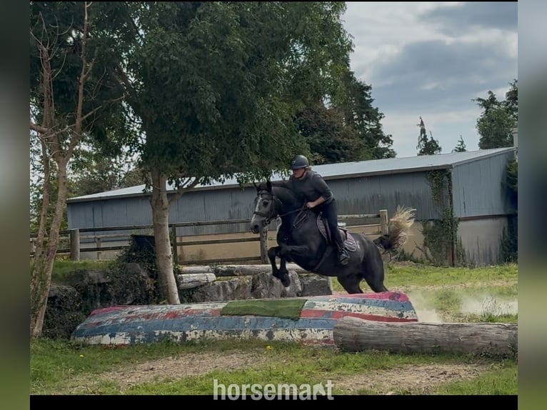Connemara Wallach 5 Jahre 155 cm Schimmel in Galway