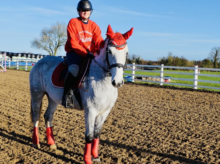 Connemara Wallach 5 Jahre 155 cm Schimmel in Mountrath
