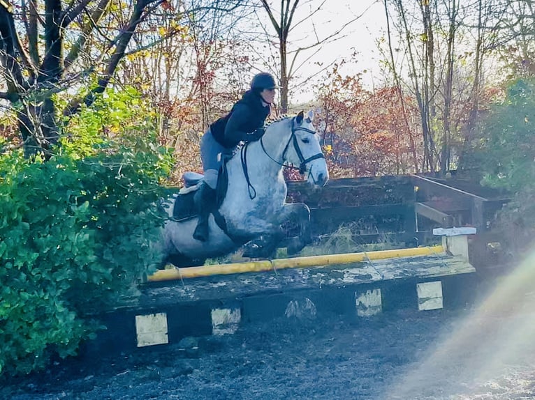 Connemara Wallach 5 Jahre 155 cm Schimmel in Mountrath