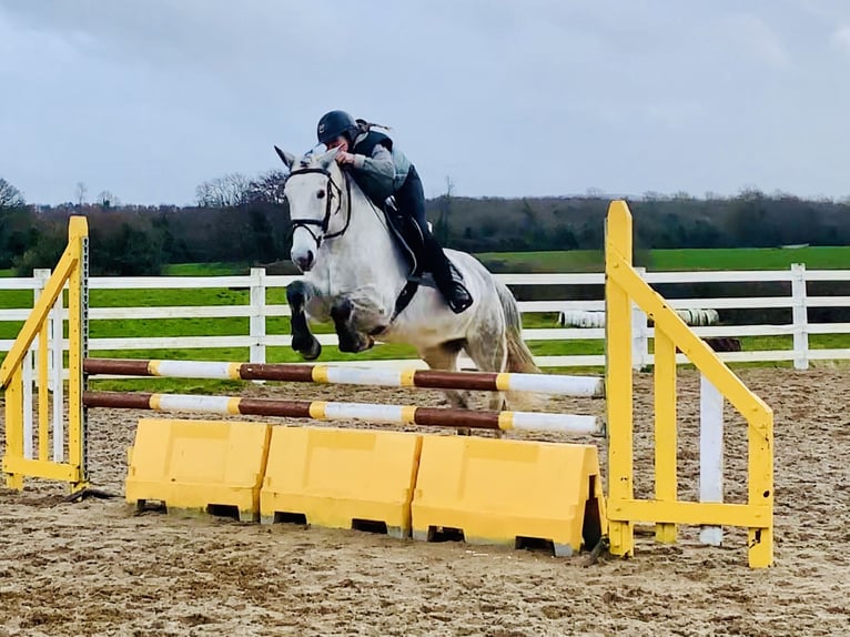 Connemara Wallach 5 Jahre 155 cm Schimmel in Mountrath