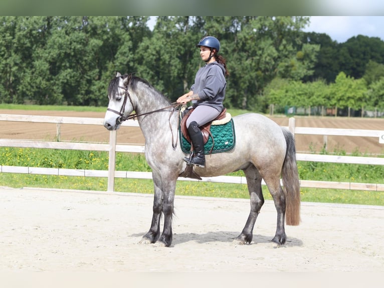 Connemara Wallach 5 Jahre 156 cm Blauschimmel in Pepingen