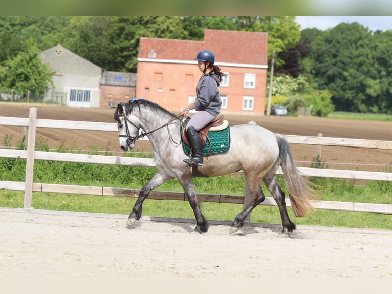 Connemara Wallach 5 Jahre 156 cm Blauschimmel in Pepingen