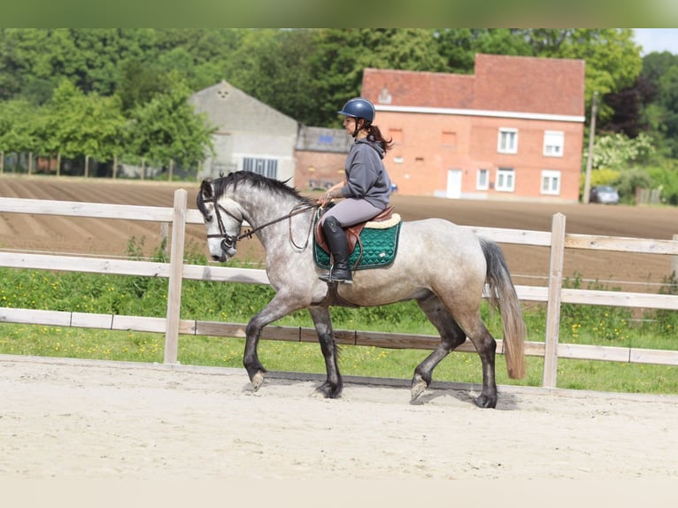 Connemara Wallach 5 Jahre 156 cm Blauschimmel in Pepingen
