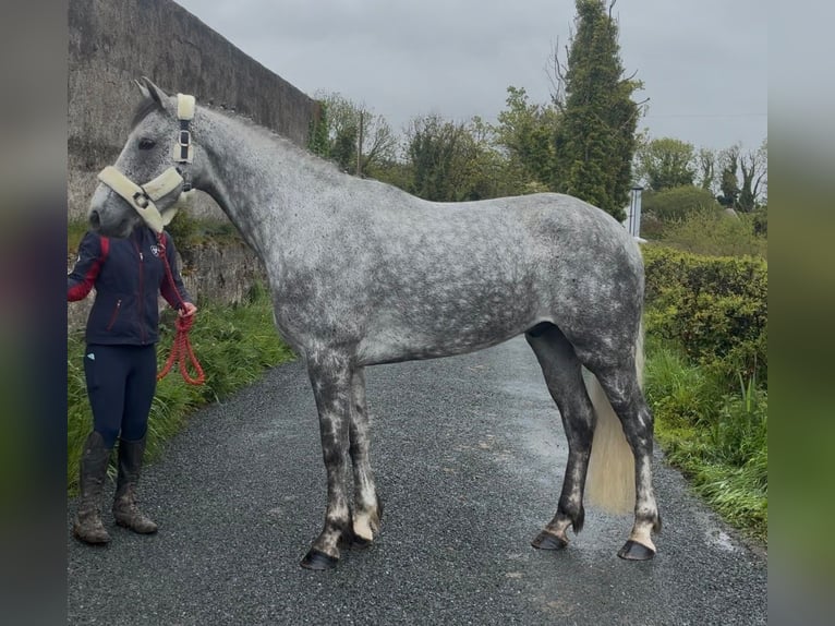 Connemara Wallach 5 Jahre 158 cm Apfelschimmel in Sligo