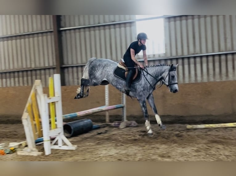 Connemara Wallach 5 Jahre 158 cm Apfelschimmel in Sligo
