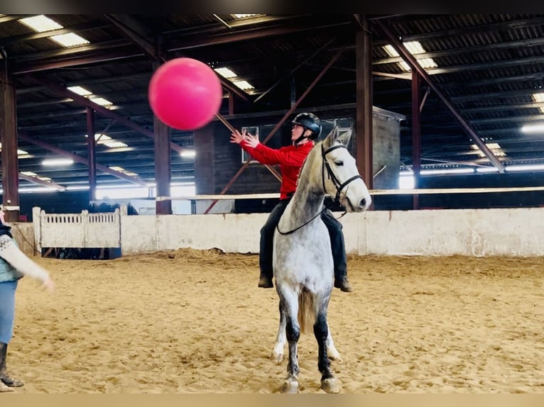 Connemara Wallach 5 Jahre 158 cm Schimmel in Mountrath