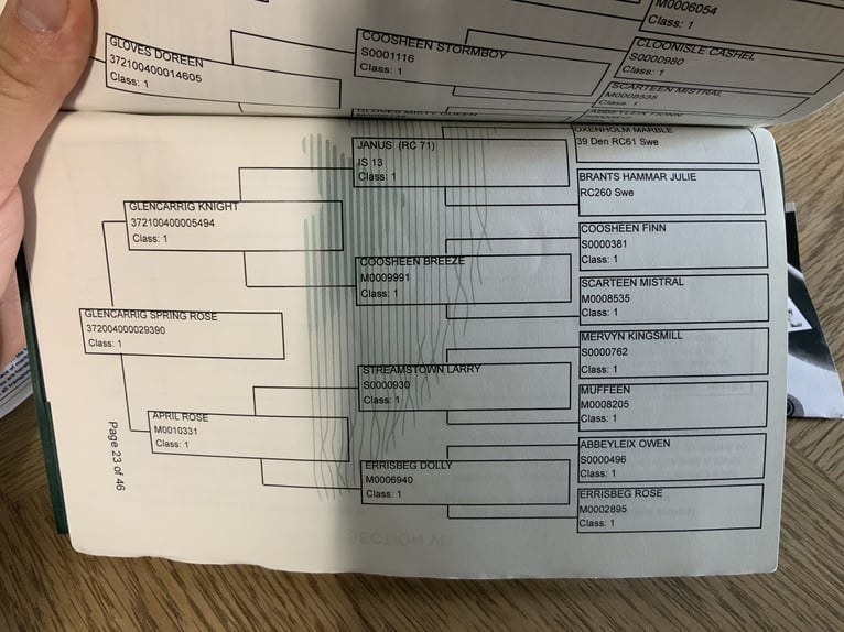 Connemara Wallach 5 Jahre 158 cm Schimmel in Mountrath
