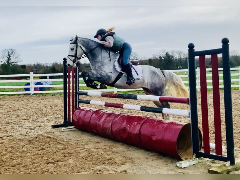 Connemara Wallach 5 Jahre 158 cm Schimmel in Mountrath