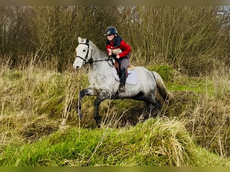Connemara Wallach 5 Jahre 158 cm Schimmel in Mountrath