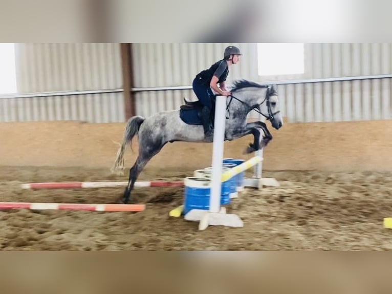 Connemara Wallach 5 Jahre 158 cm Schimmel in Sligo