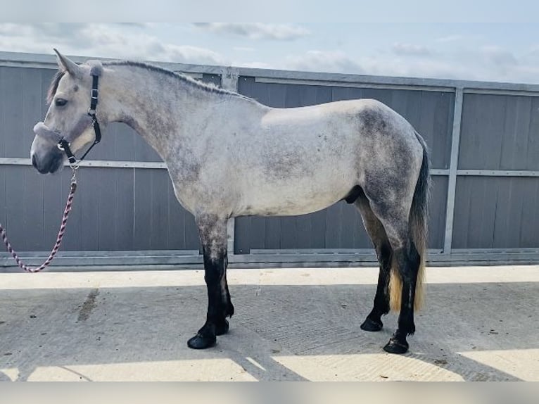 Connemara Wallach 5 Jahre 158 cm Schimmel in Sligo