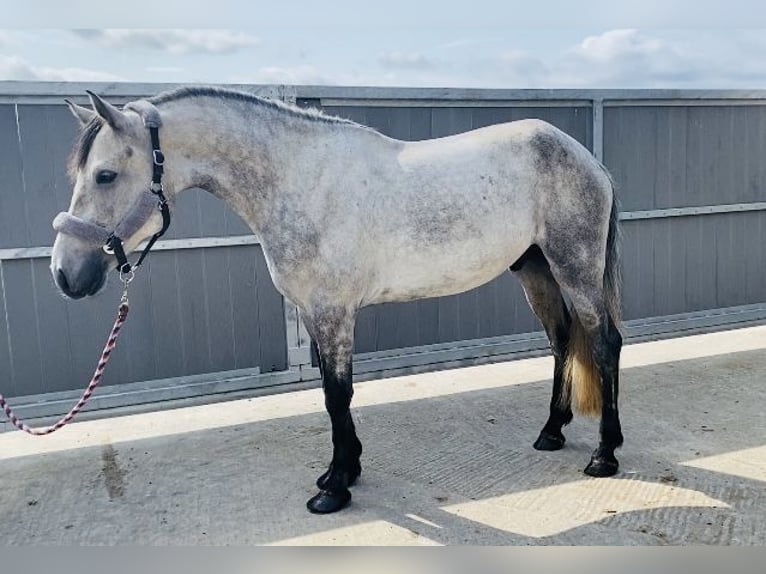 Connemara Wallach 5 Jahre 158 cm Schimmel in Sligo