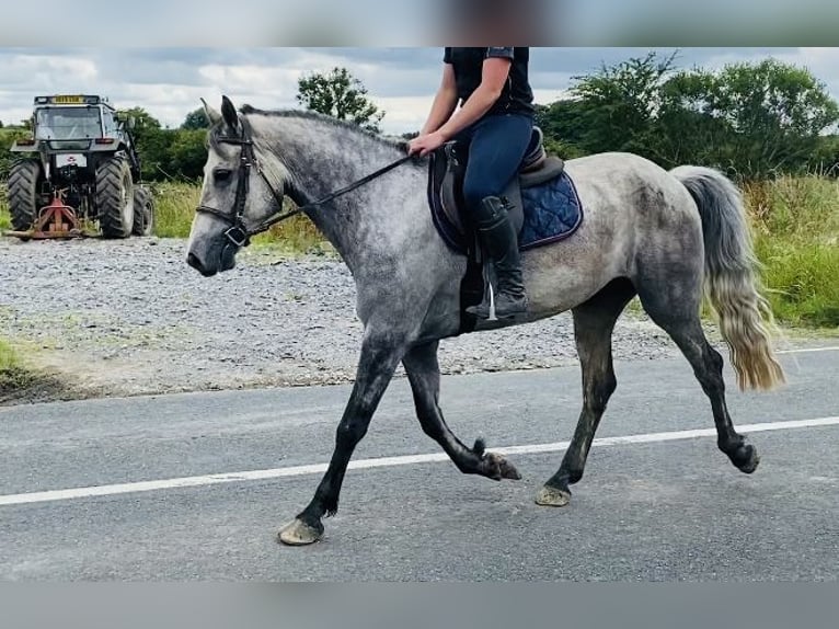 Connemara Wallach 5 Jahre 158 cm Schimmel in Sligo