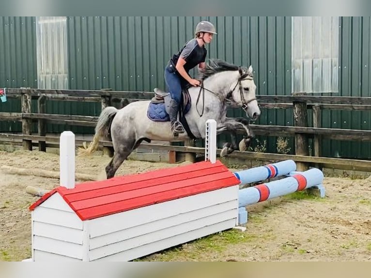 Connemara Wallach 5 Jahre 158 cm Schimmel in Sligo