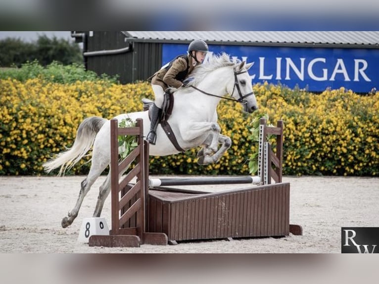 Connemara Wallach 5 Jahre 158 cm Schimmel in Sligo
