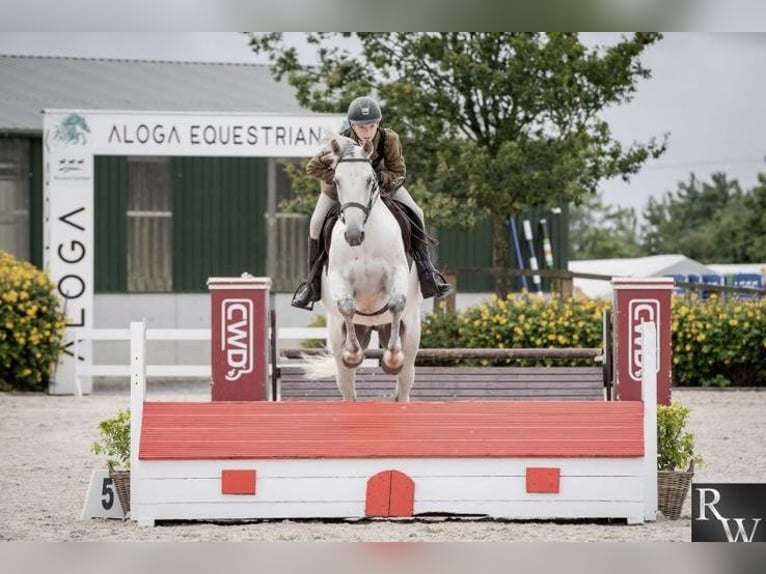 Connemara Wallach 5 Jahre 158 cm Schimmel in Sligo