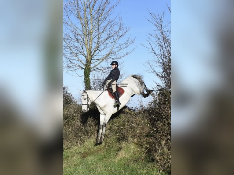 Connemara Wallach 5 Jahre 158 cm Schimmel in Sligo