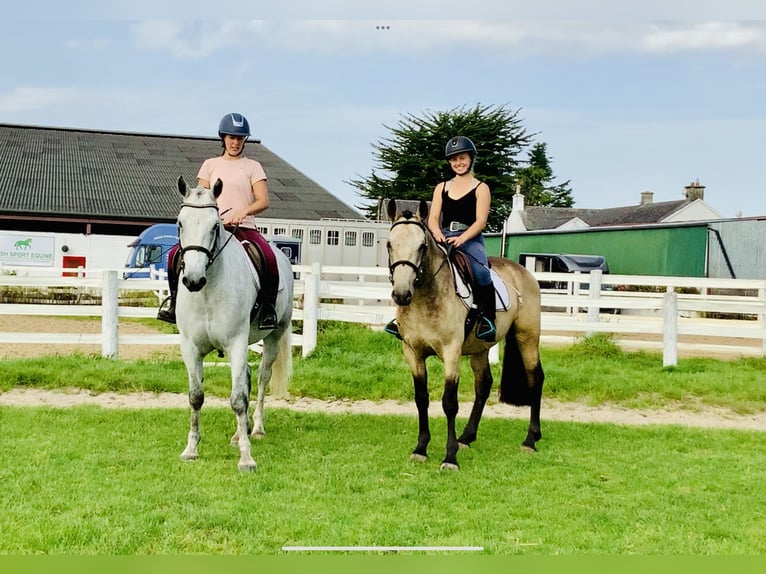 Connemara Wallach 5 Jahre 160 cm Schimmel in Mountrath