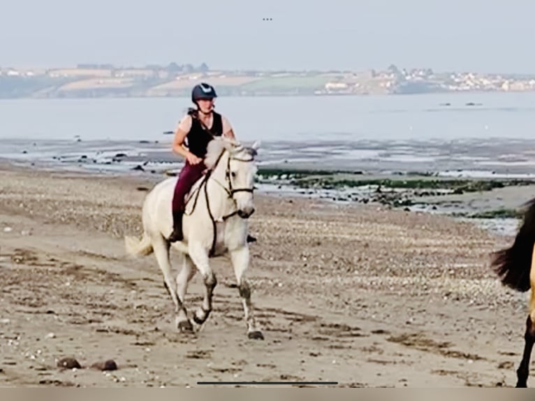 Connemara Wallach 5 Jahre 160 cm Schimmel in Mountrath