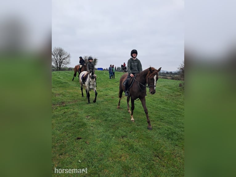 Connemara Wallach 5 Jahre Falbe in Mayo