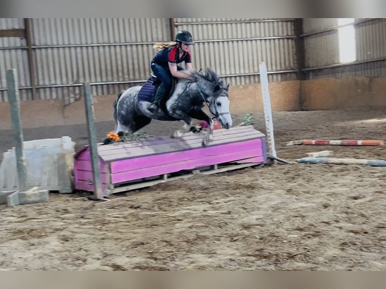 Connemara Wallach 6 Jahre 128 cm Blauschimmel in Sligo