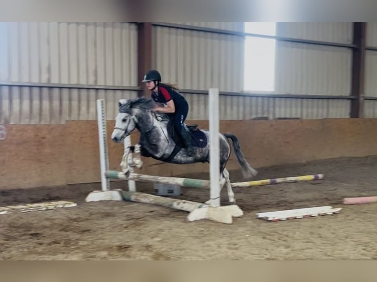 Connemara Wallach 6 Jahre 128 cm Blauschimmel in Sligo