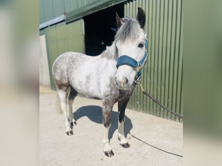 Connemara Wallach 6 Jahre 128 cm Blauschimmel in Sligo