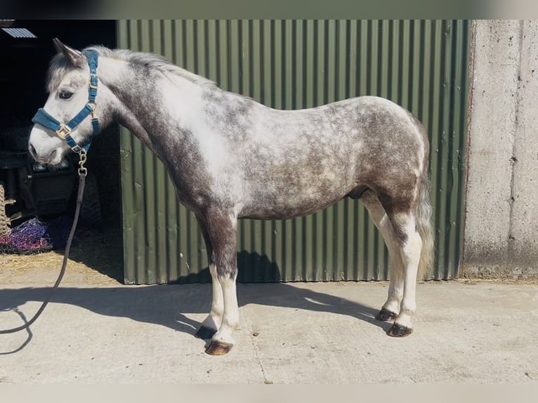 Connemara Wallach 6 Jahre 128 cm Blauschimmel in Sligo