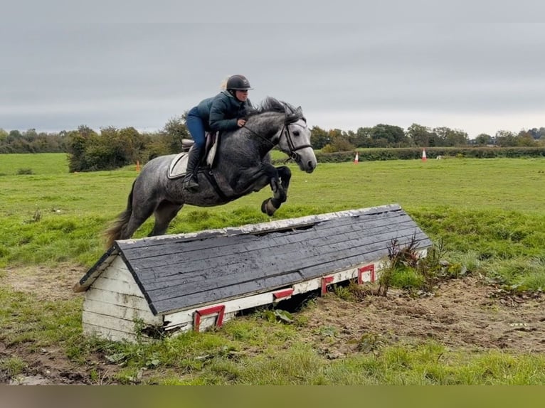 Connemara Wallach 6 Jahre 145 cm Apfelschimmel in Mountrath, Co. Laois