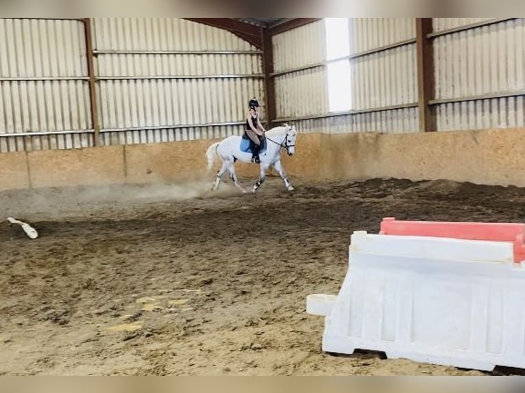 Connemara Wallach 6 Jahre 145 cm Schimmel in Sligo