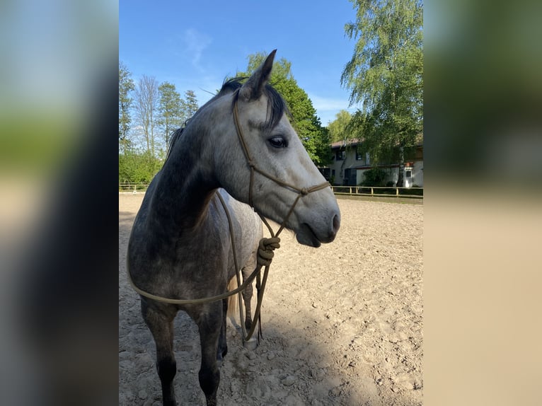 Connemara Wallach 6 Jahre 147 cm Braunfalbschimmel in Gieboldehausen