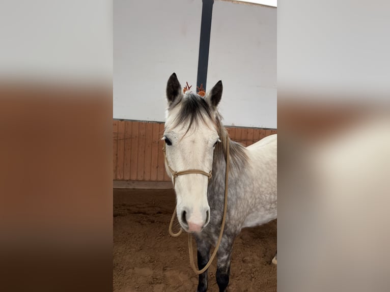 Connemara Wallach 6 Jahre 147 cm Braunfalbschimmel in Gieboldehausen