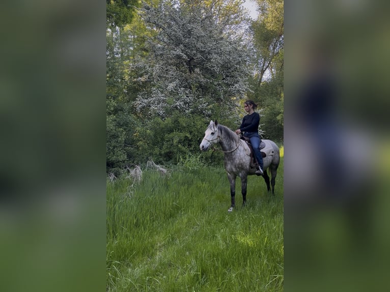 Connemara Wallach 6 Jahre 147 cm Braunfalbschimmel in Gieboldehausen