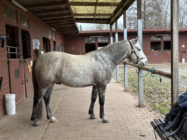 Connemara Wallach 6 Jahre 147 cm Braunfalbschimmel in Gieboldehausen