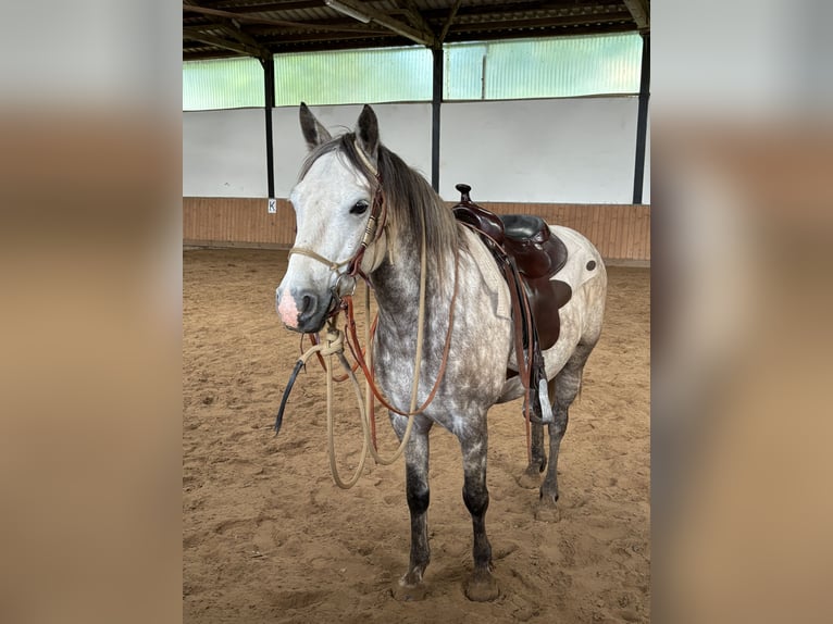 Connemara Wallach 6 Jahre 147 cm Braunfalbschimmel in Gieboldehausen