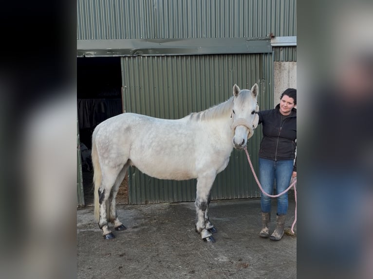 Connemara Wallach 6 Jahre 147 cm Schimmel in Sligo
