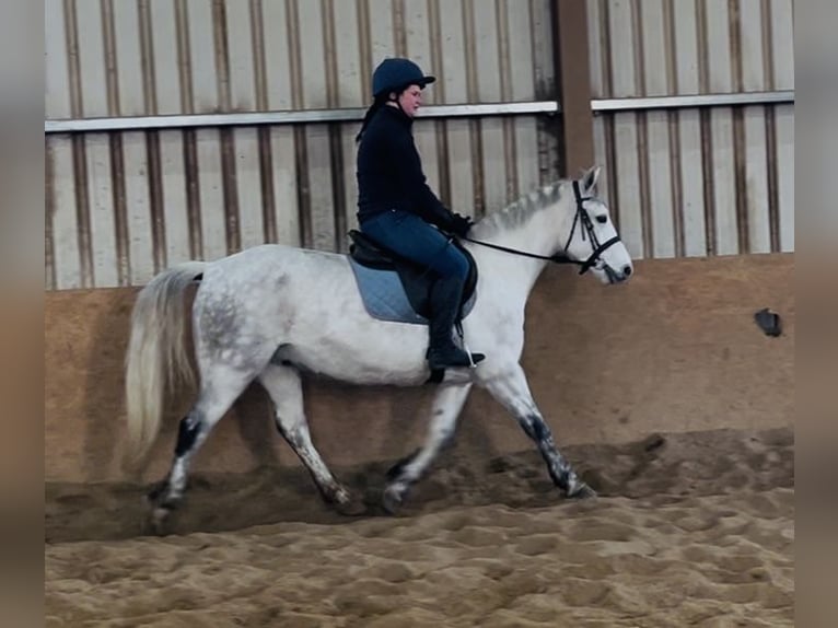 Connemara Wallach 6 Jahre 147 cm Schimmel in Sligo