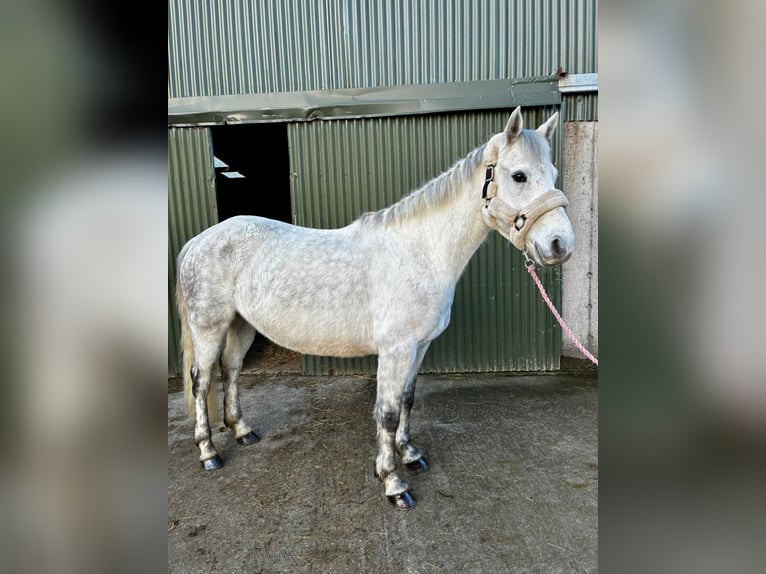 Connemara Wallach 6 Jahre 147 cm Schimmel in Sligo