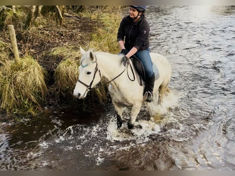 Connemara Wallach 6 Jahre 147 cm Schimmel in Sligo