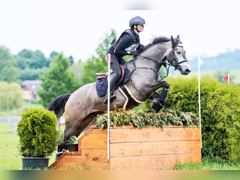 Connemara Wallach 6 Jahre 147 cm Schimmel in Šumperk