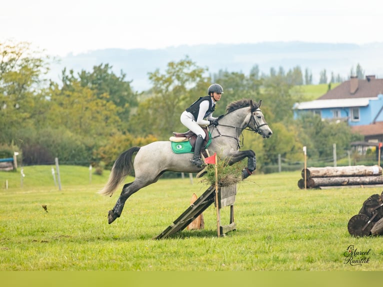 Connemara Wallach 6 Jahre 147 cm Schimmel in Šumperk
