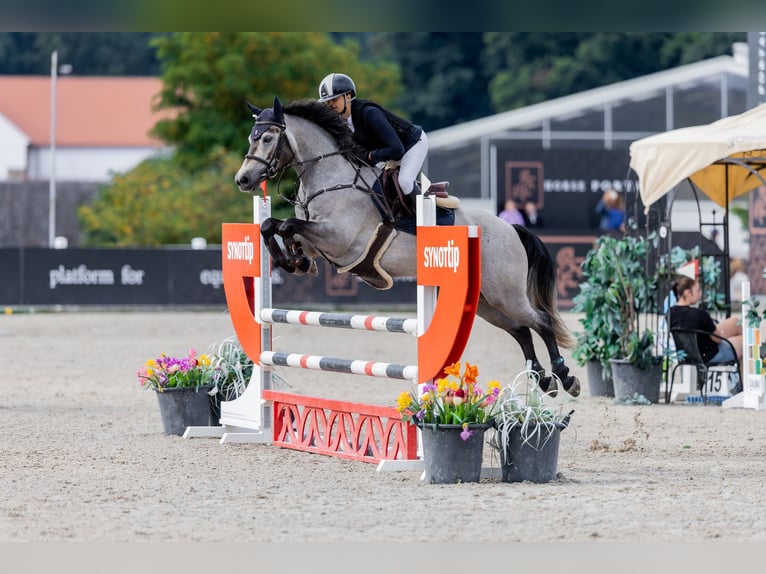 Connemara Wallach 6 Jahre 147 cm Schimmel in Šumperk