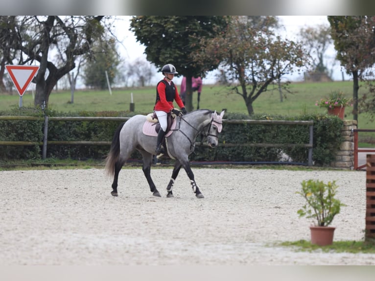 Connemara Wallach 6 Jahre 147 cm Schimmel in Šumperk
