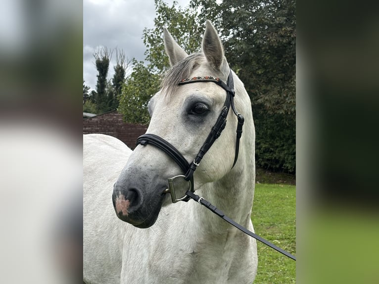 Connemara Wallach 6 Jahre 148 cm Apfelschimmel in Kildare