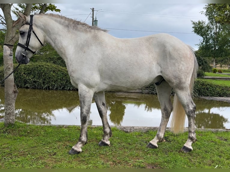 Connemara Wallach 6 Jahre 148 cm Apfelschimmel in Kildare
